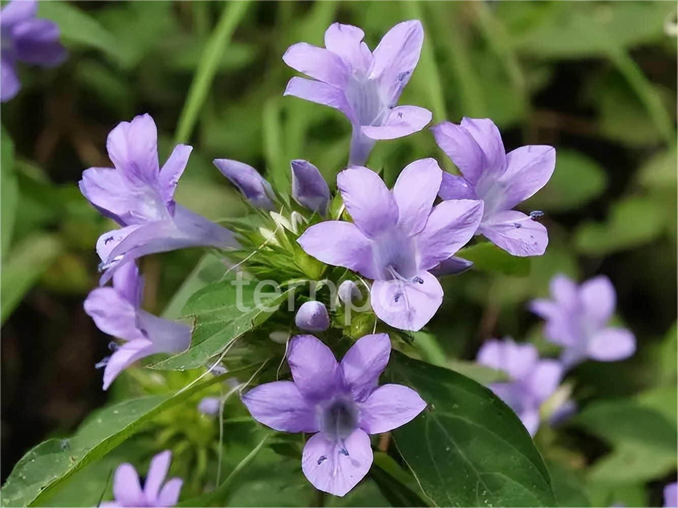 假杜鹃养护,假杜鹃图片