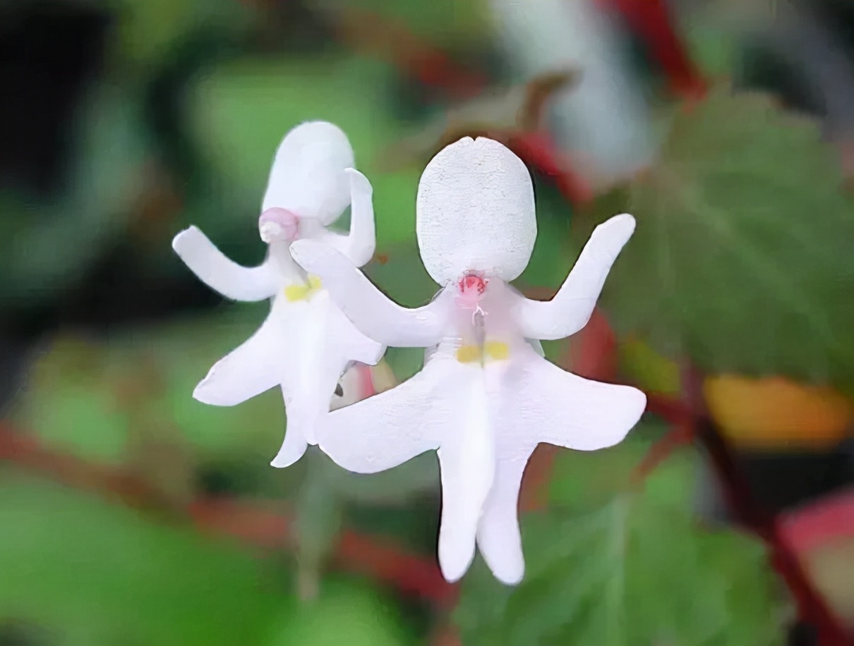 最香的五种兰花哪种兰花耐寒,春夏秋冬四季各是哪几个兰花品种