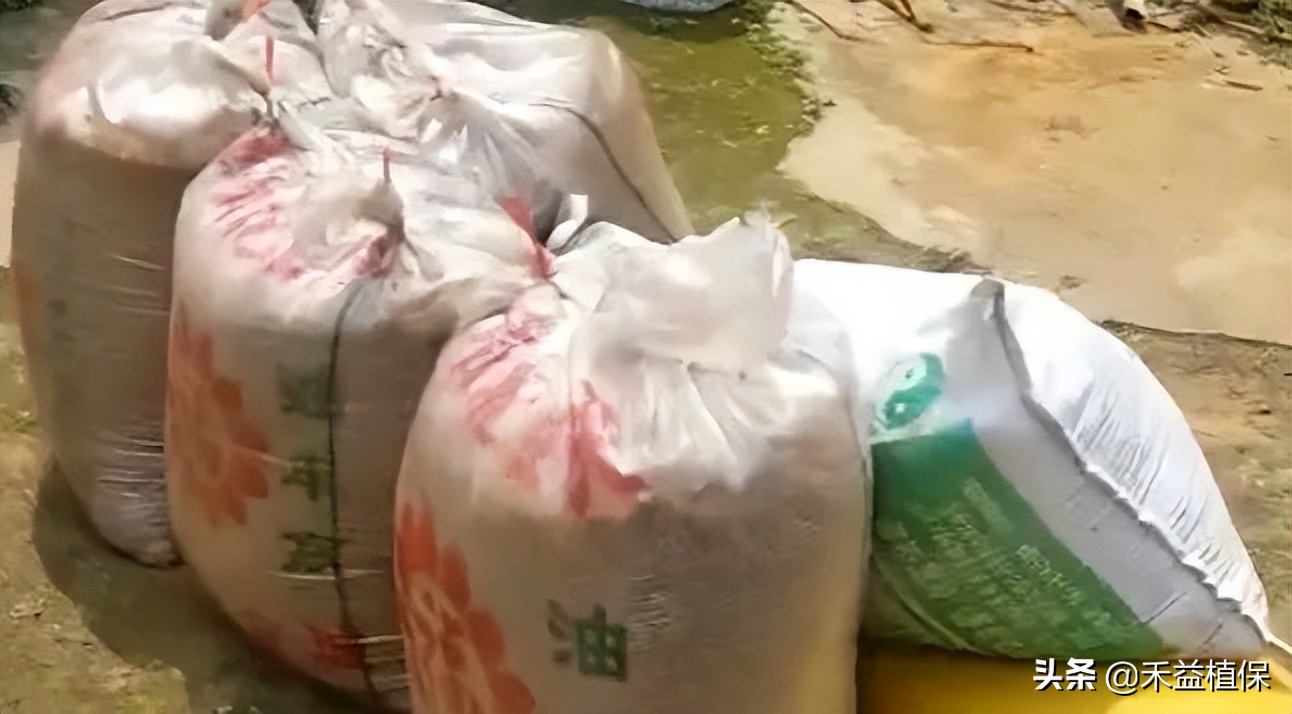 菜籽饼当肥料起什么作用,未腐熟菜籽饼怎样施柑橘果树