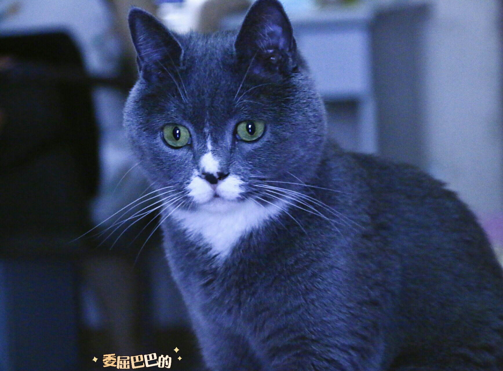 养猫记全集播放,恋猫记2