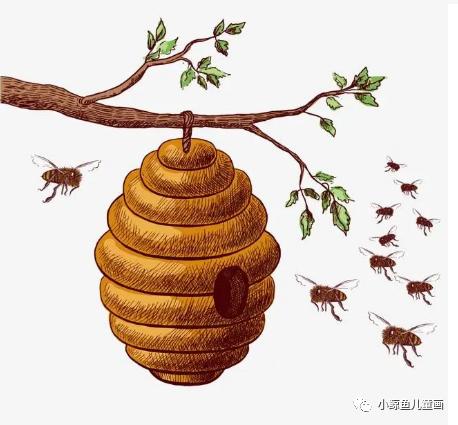 蜜蜂采蜜回家全过程,蜜蜂采蜜回家的样子