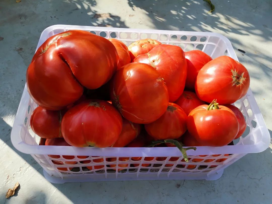 西红柿最近新消息,西红柿皮特别硬咋回事