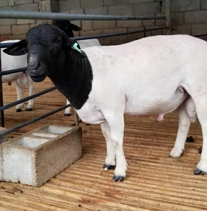 黑头杜泊绵羊的养殖方法,黑头杜泊绵羊养殖基地