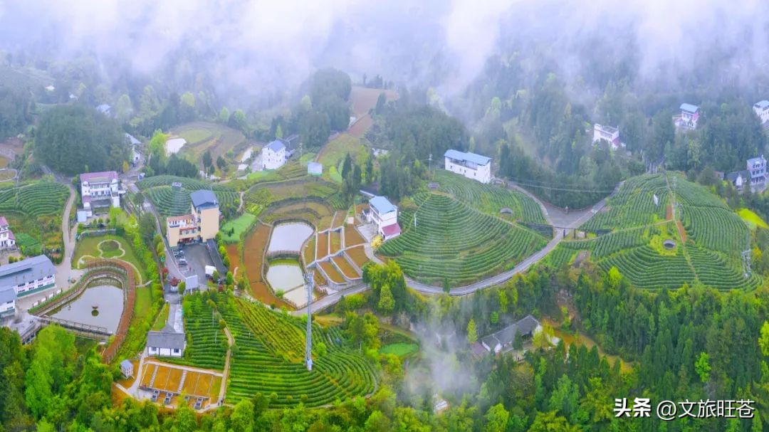 旺苍六大茶乡,个个香飘万里!看看你最熟悉哪几个?