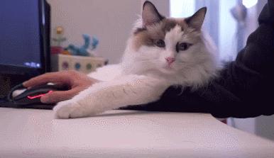 猫界中最通人性的几种猫你养了吗,这几种猫堪称猫界怂猫