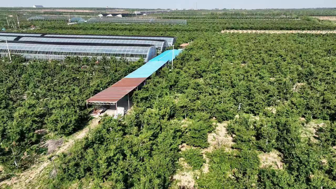 合阳党建引领五项行动,党建引领产业旺大樱桃铺就致富路