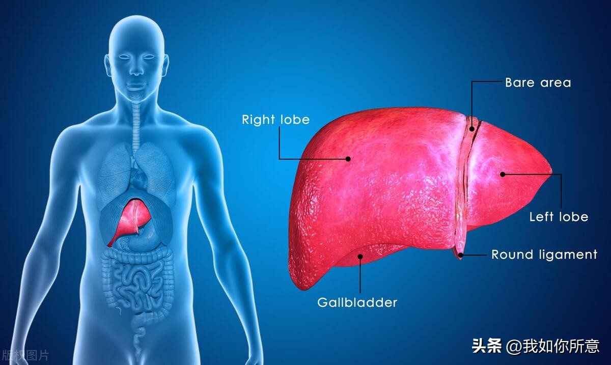左旋肉碱什么时间喝有助于减肥,为什么左旋肉碱可以提高运动表现