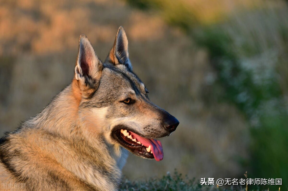 被狗咬死狗主人要担责吗,把偷狗人打死了负法律责任