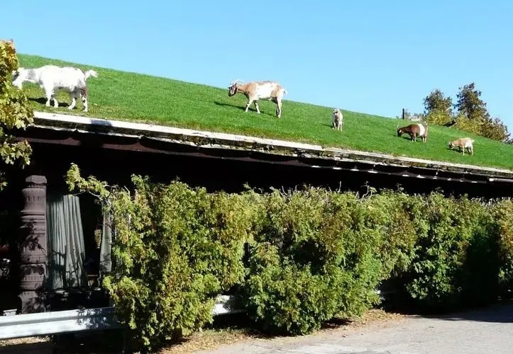 绿色屋顶在绿色建筑中的作用,温哥华典型建筑