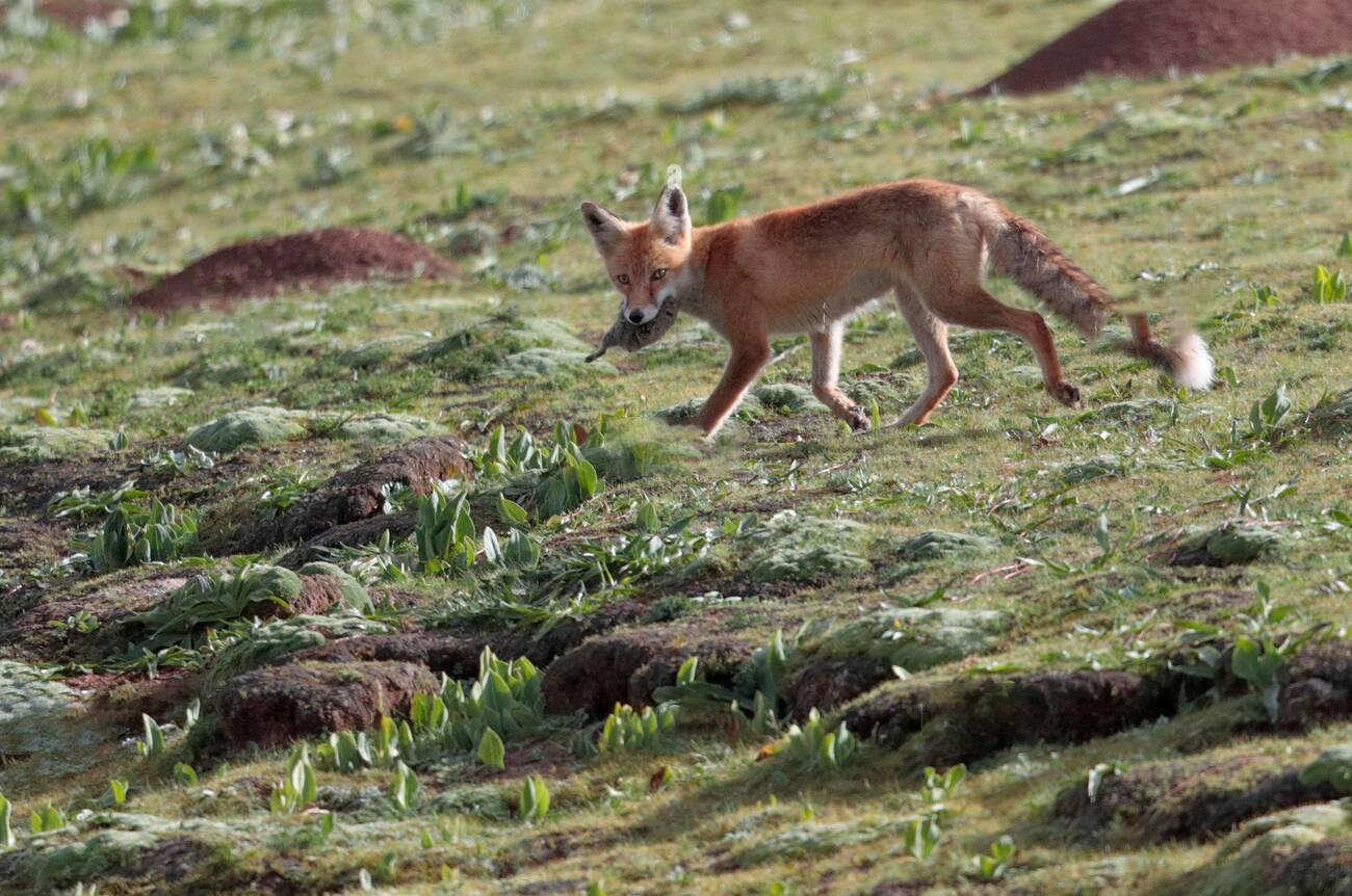 中国高原鼠兔泛滥成灾,高原鼠兔泛滥成灾的地方
