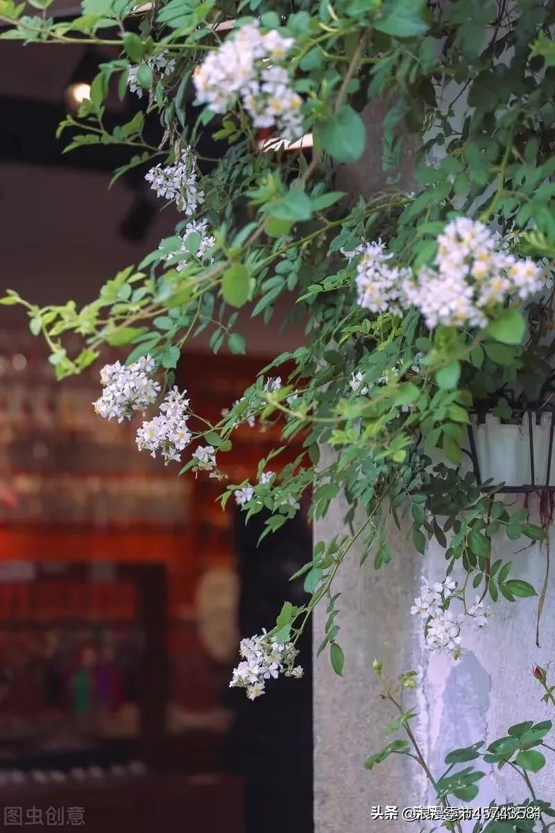 爱与慈悲散文随笔,心有慈悲美文