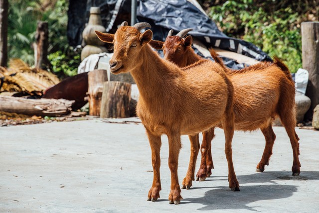 6000块钱在农村养什么发家致富,农村深山养殖鸡鸭鹅鱼猪牛狗