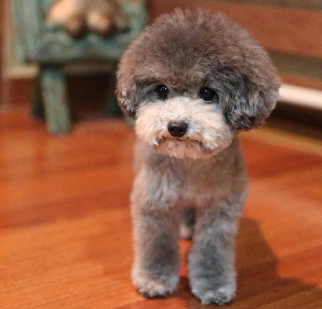 你认识多少种极具攻击性的狗,这3种狗很可怕有钱都不建议养