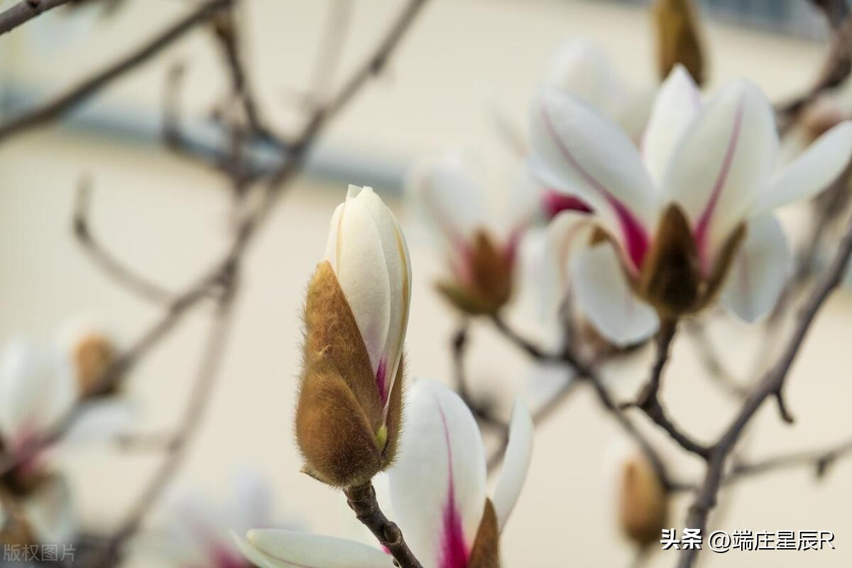 辛夷花开花结果图片,辛夷花是什么科的植物