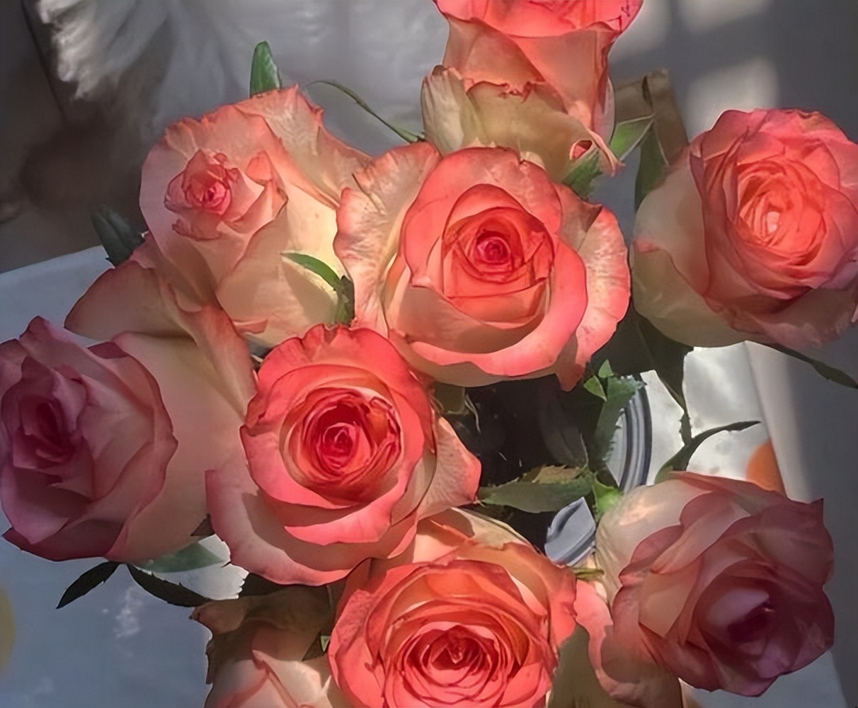 19朵红色玫瑰花的花语是什么,玫瑰花花语19朵