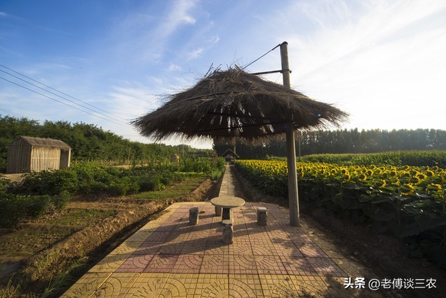 在上海租“共享菜地”种菜，一亩地10000元租金，贵吗？