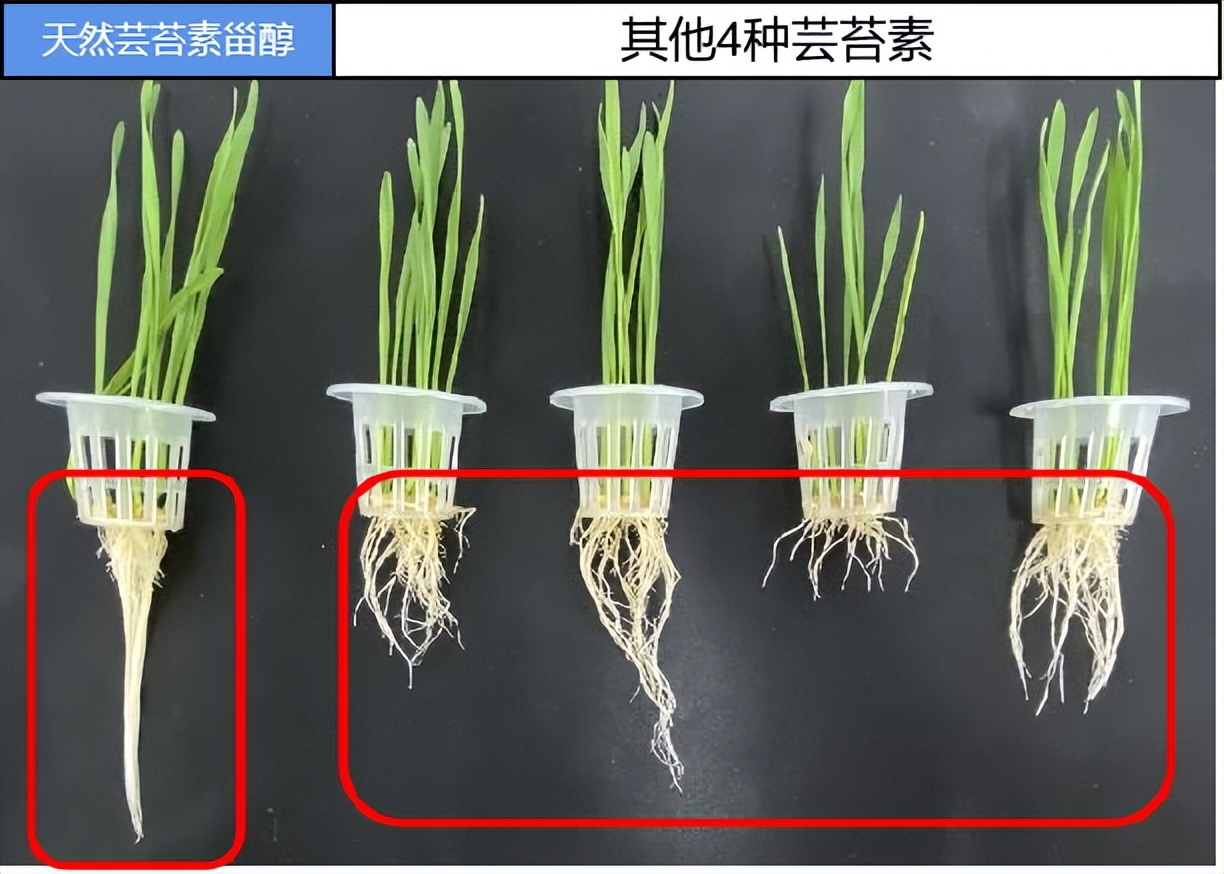 最新植物生长调节剂,植物内源生长调节剂芸苔素效果