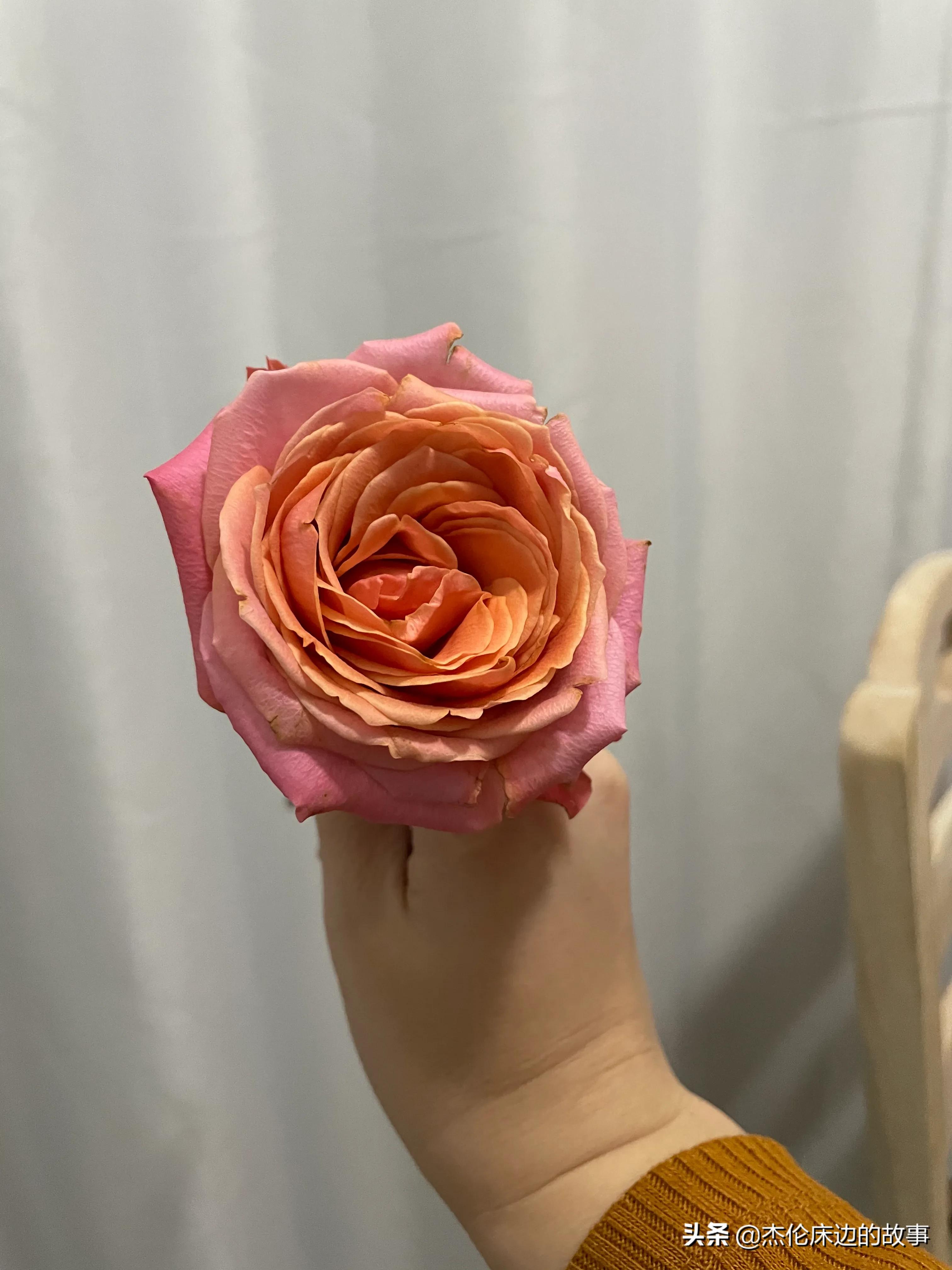 网上鲜切花怎么养护,最耐养的鲜切花