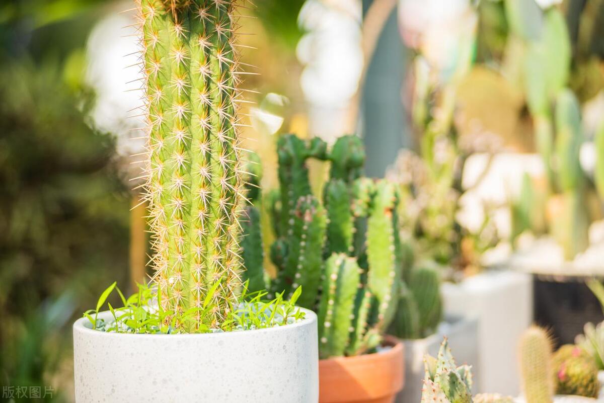 屋内绿植风水布局图解说明,办公室风水布局图绿植
