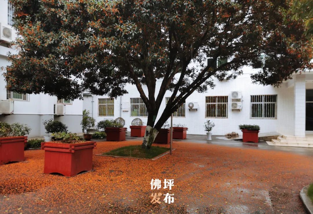 绉嬫剰娴撴鑺遍姝ｆ槸绉嬪ぉ鐨勫ソ鍘诲,绉嬫剰娴撲竴璺笂閮芥槸娴撻儊鐨勬鑺遍