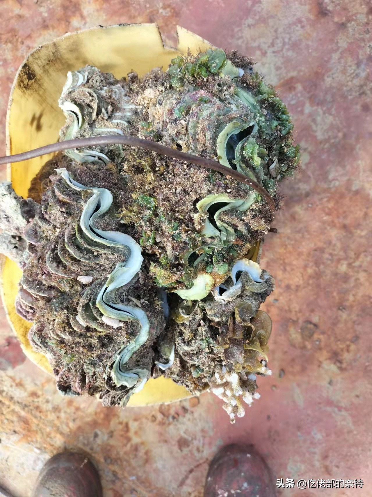 远洋船员从国外带多少免税,远洋海员带的东西