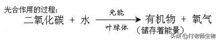 初中生物七年级上册人教版,初中生物七年级上册实验视频