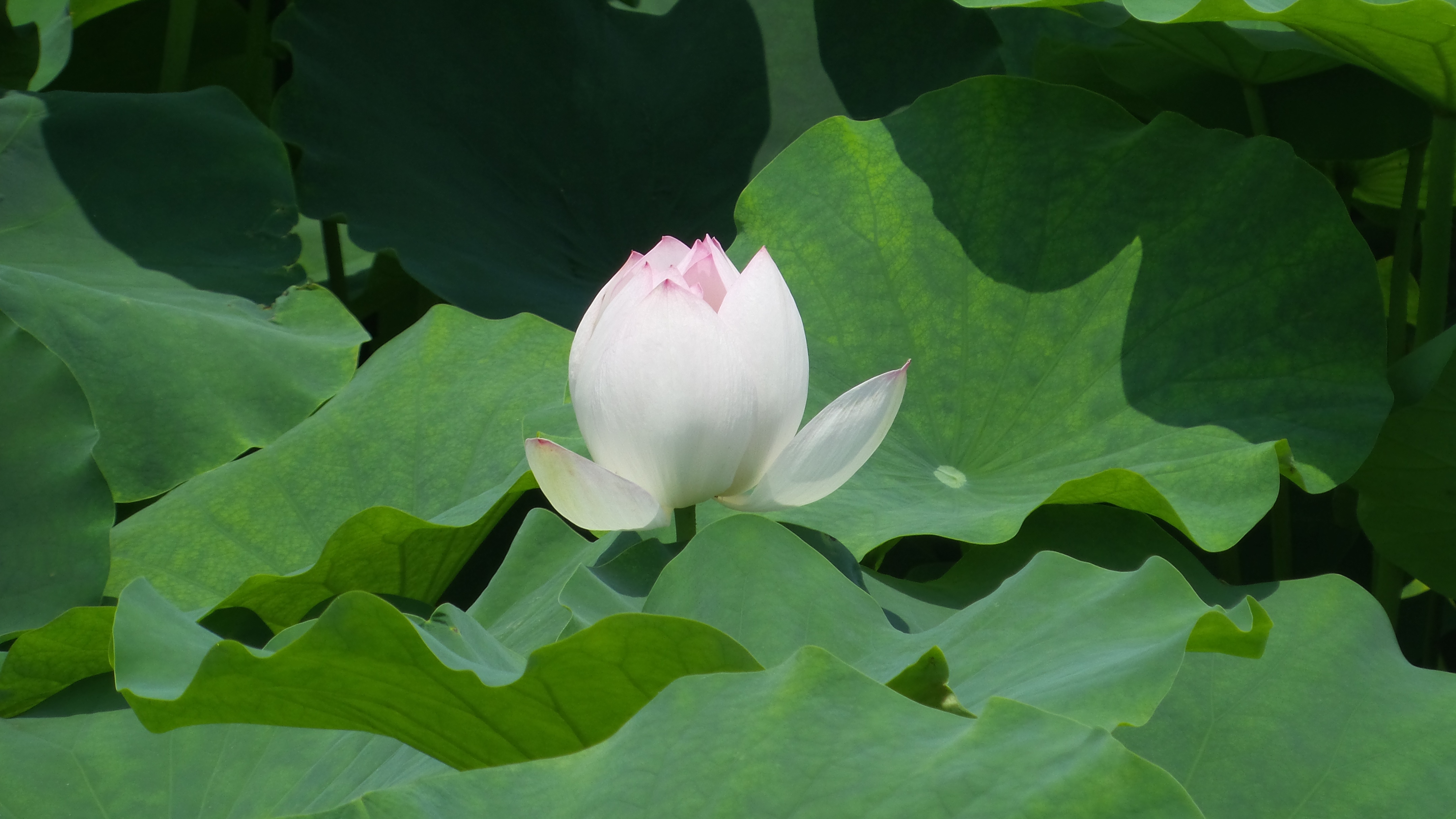 烈日炎炎赏荷花清凉一夏,京郊赏荷领略夏日之美