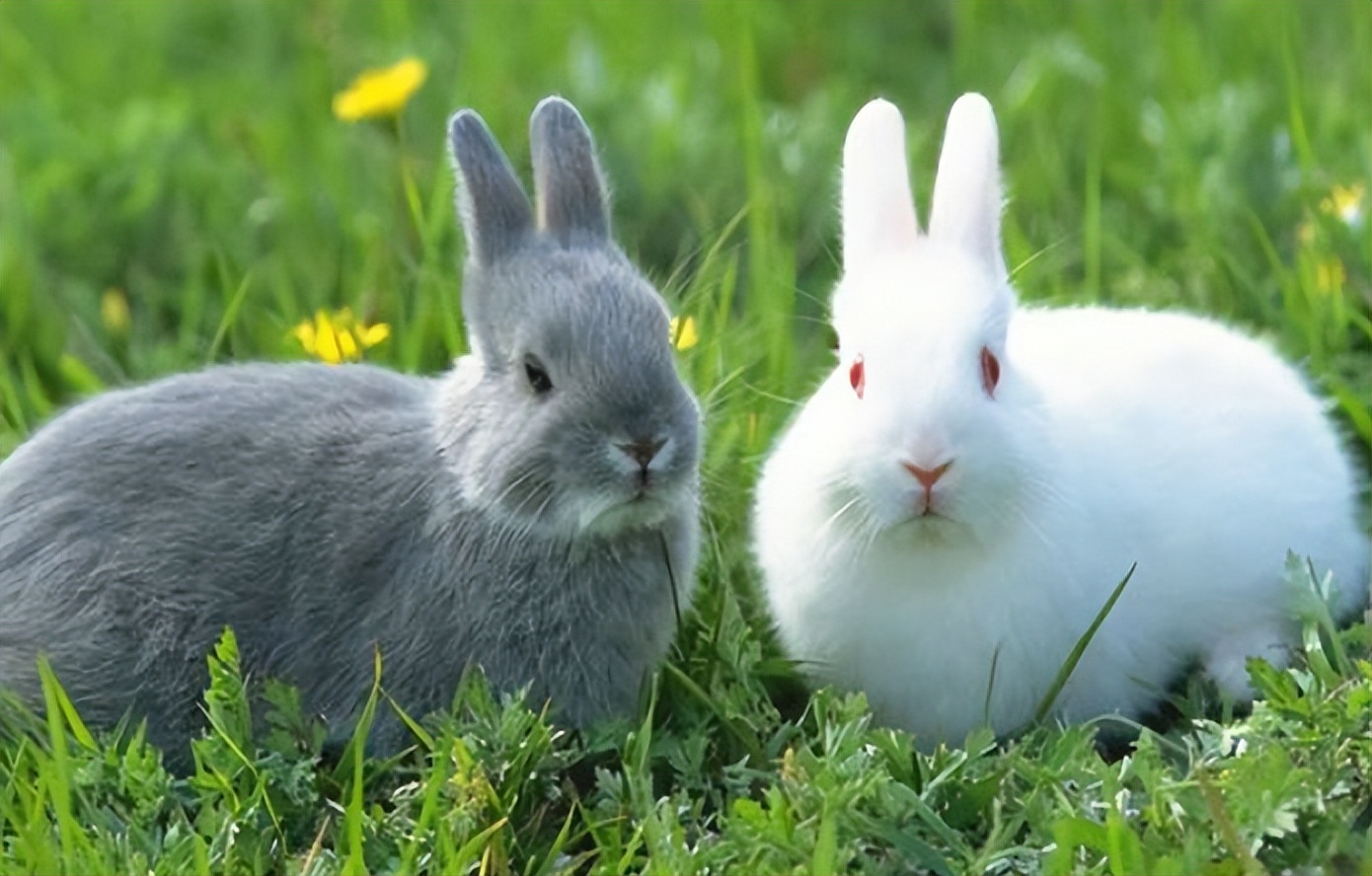 在农村适合做这五个生意,不想打工想回农村做什么生意好呢