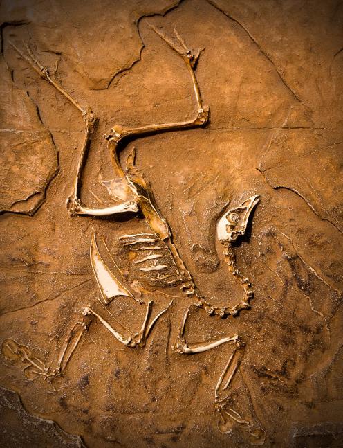 食肉恐龙演化过程,恐龙的分类发展及死亡历程