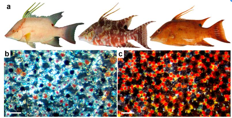 人类用眼睛能看到多远,人类用眼睛看东西