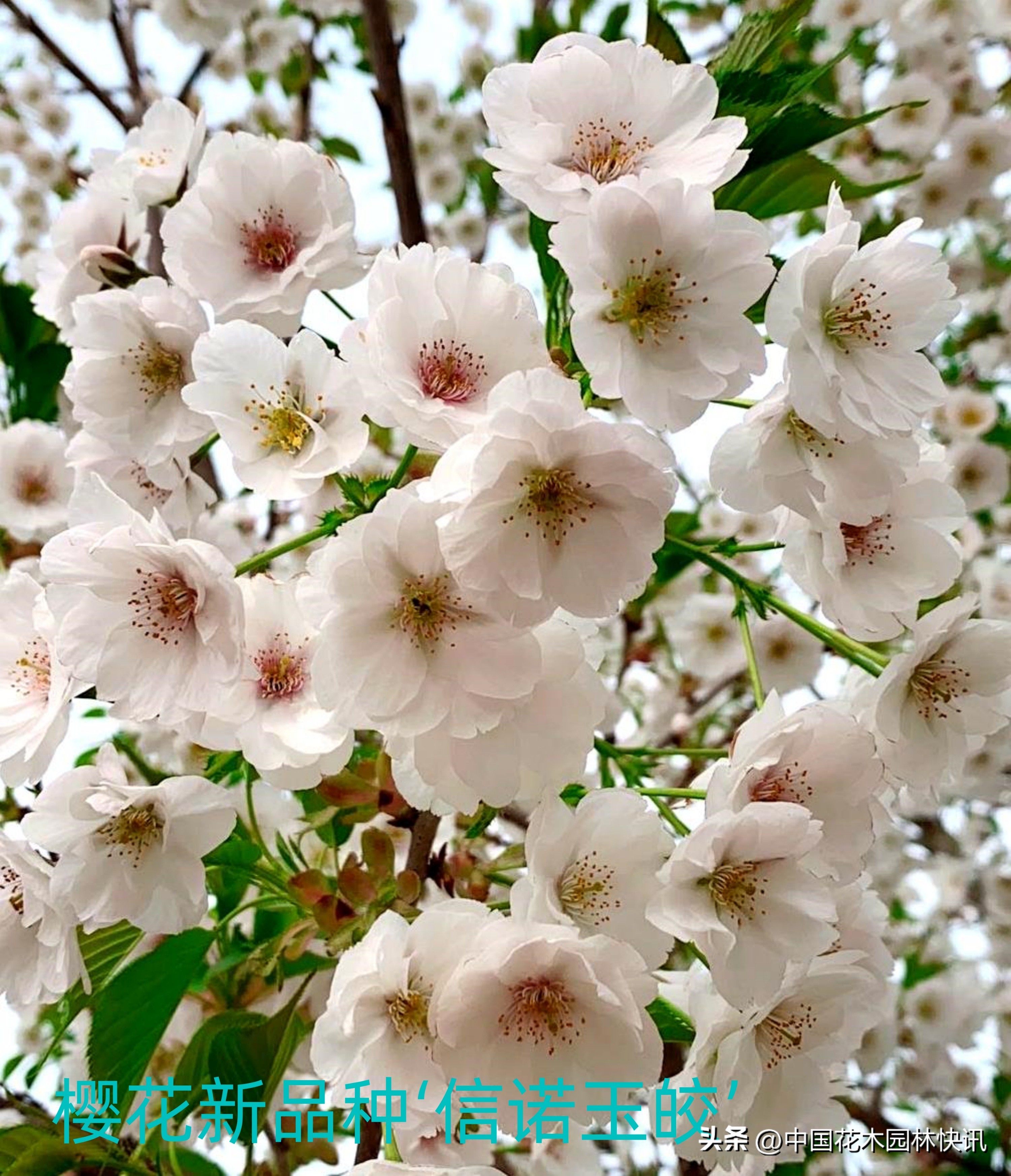 青岛樱桃谷樱花,青岛大崂樱花谷单樱