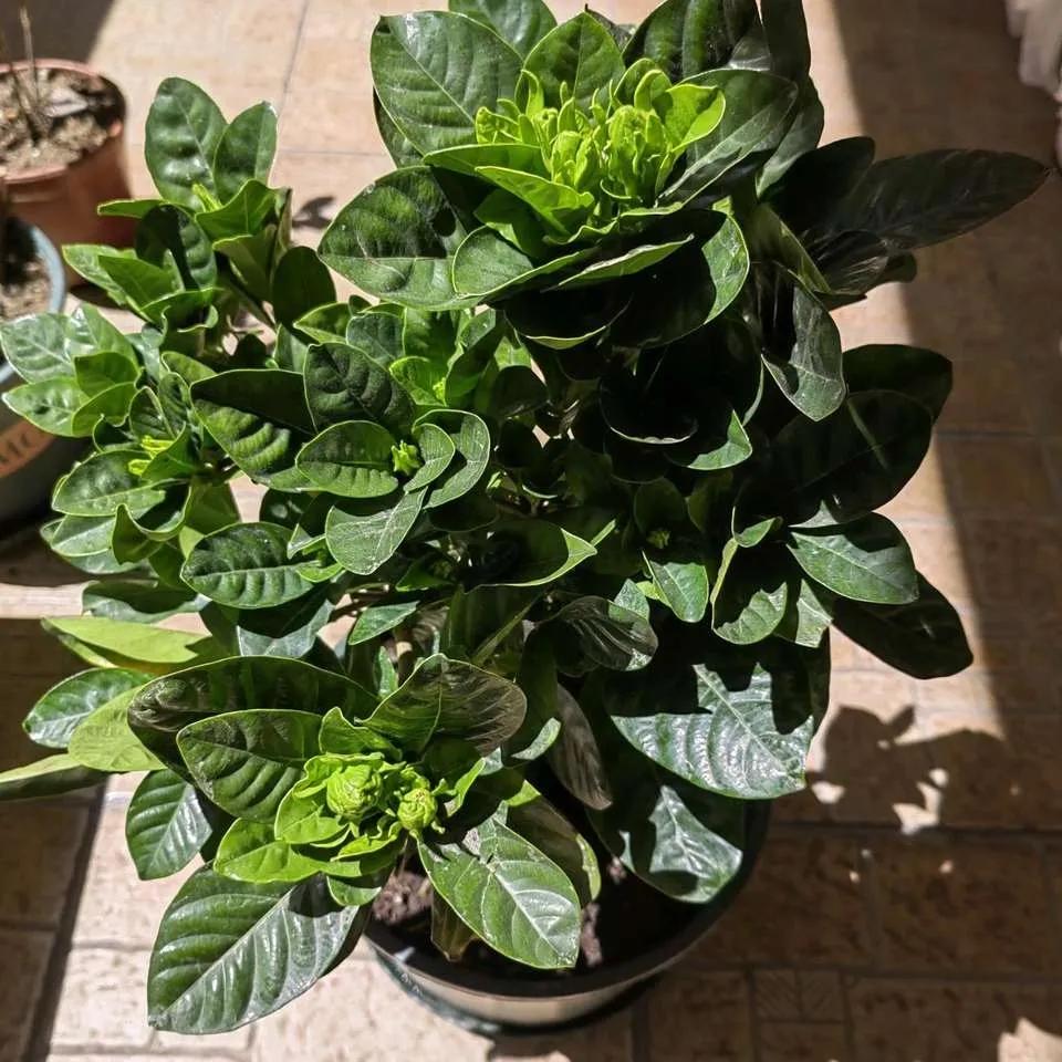 大叶牡丹栀子干尖黄叶是什么原因,栀子花开始黄叶掉苞怎么拯救