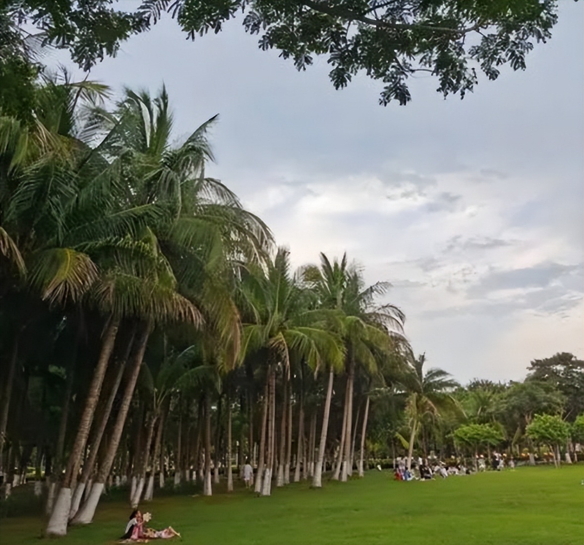 从小喝到大椰子汁广告争议,从小喝到大的椰汁广告图片