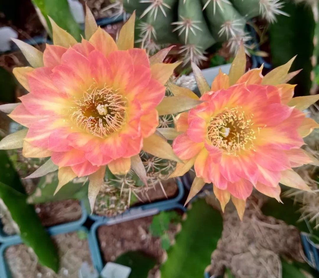 200种·仙人球开花图鉴，大开眼界，美到爆