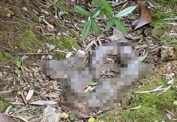 2米长大蟒蛇吓坏居民,深山出现巨大蟒蛇