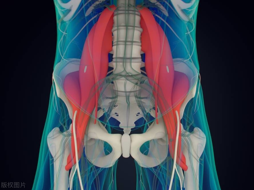徒手深蹲高难度动作练大腿根肌肉,徒手深蹲锻炼腿部肌肉