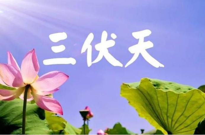 三伏天喝点什么茶解暑,三伏天又湿又热喝什么茶最合适