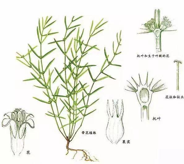 白花蛇舌草有散结的功效吗,每天一味中药白花蛇舌草饮片