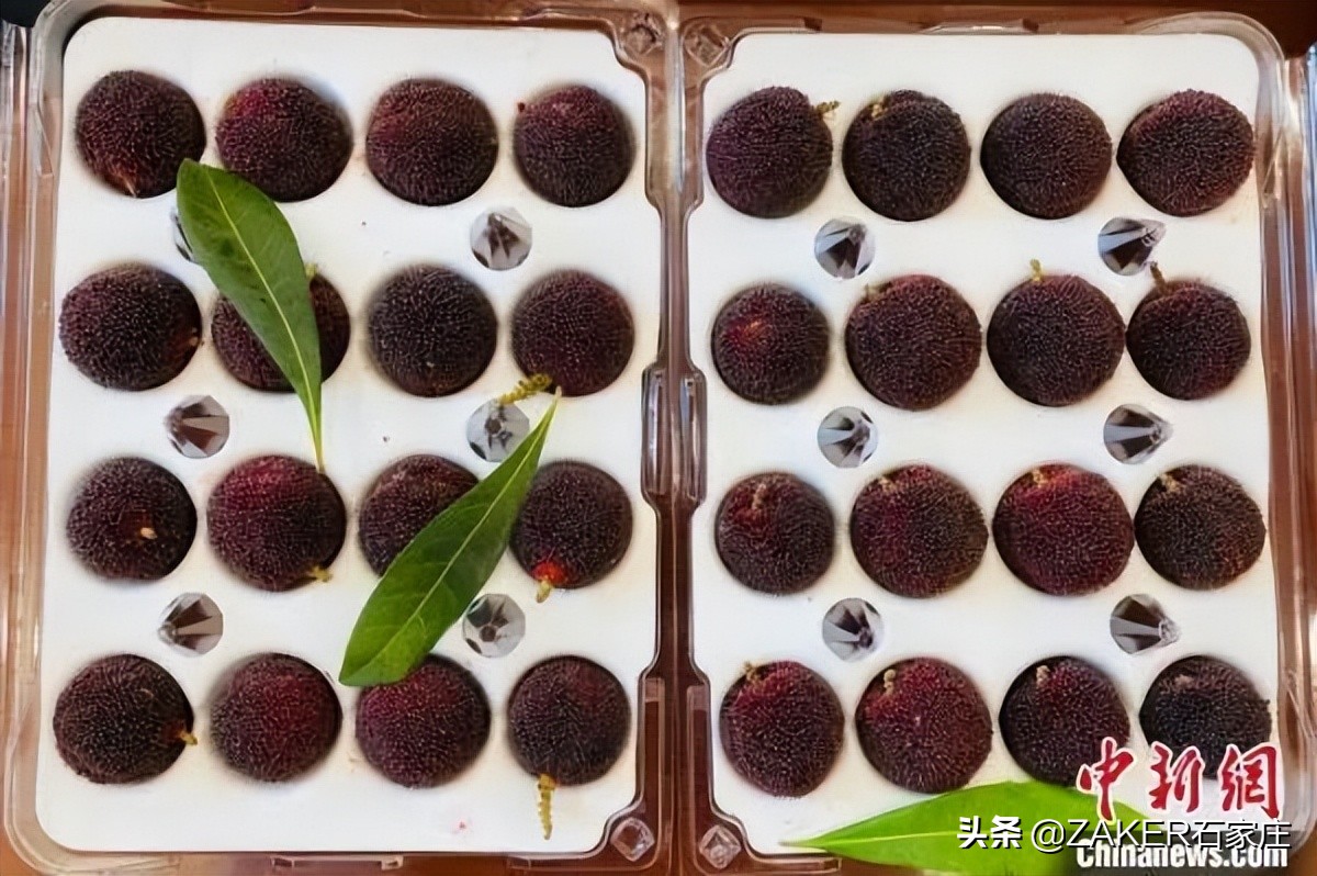 石家庄交警再次开启交通违法整治风暴；保定街头窨井装上“防坠神器”；有你想去的吗？全国这些景区免费开放