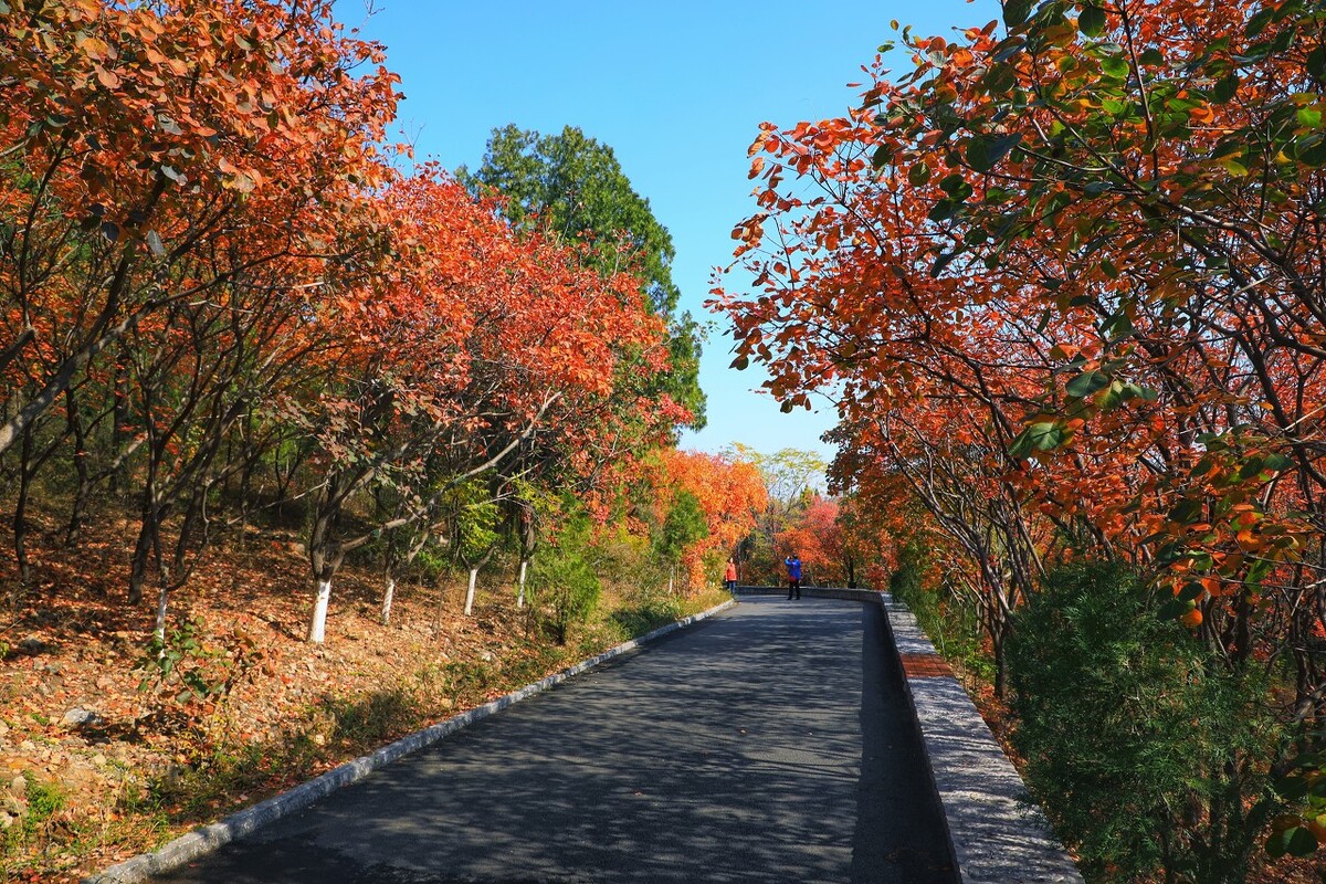 没想到济南的秋天竟然可以这样美,秋天济南哪个景区最美