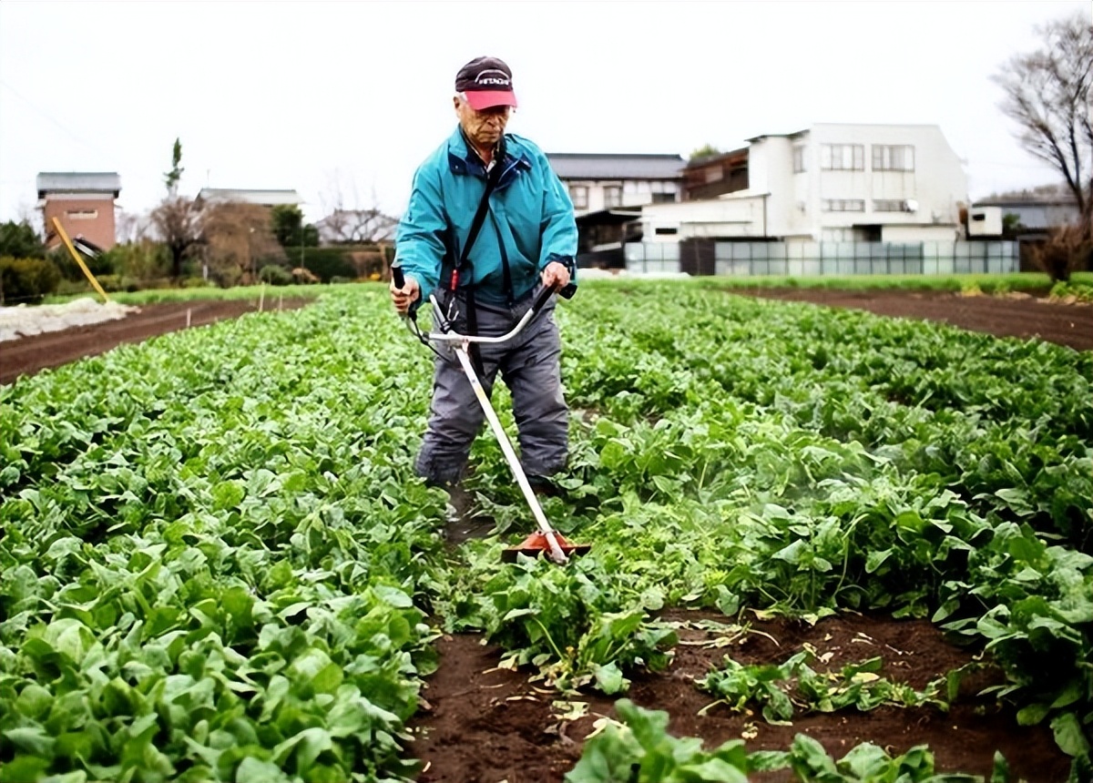 打脸日本农业：农药大国，净收入减半，神化背后到底为啥？