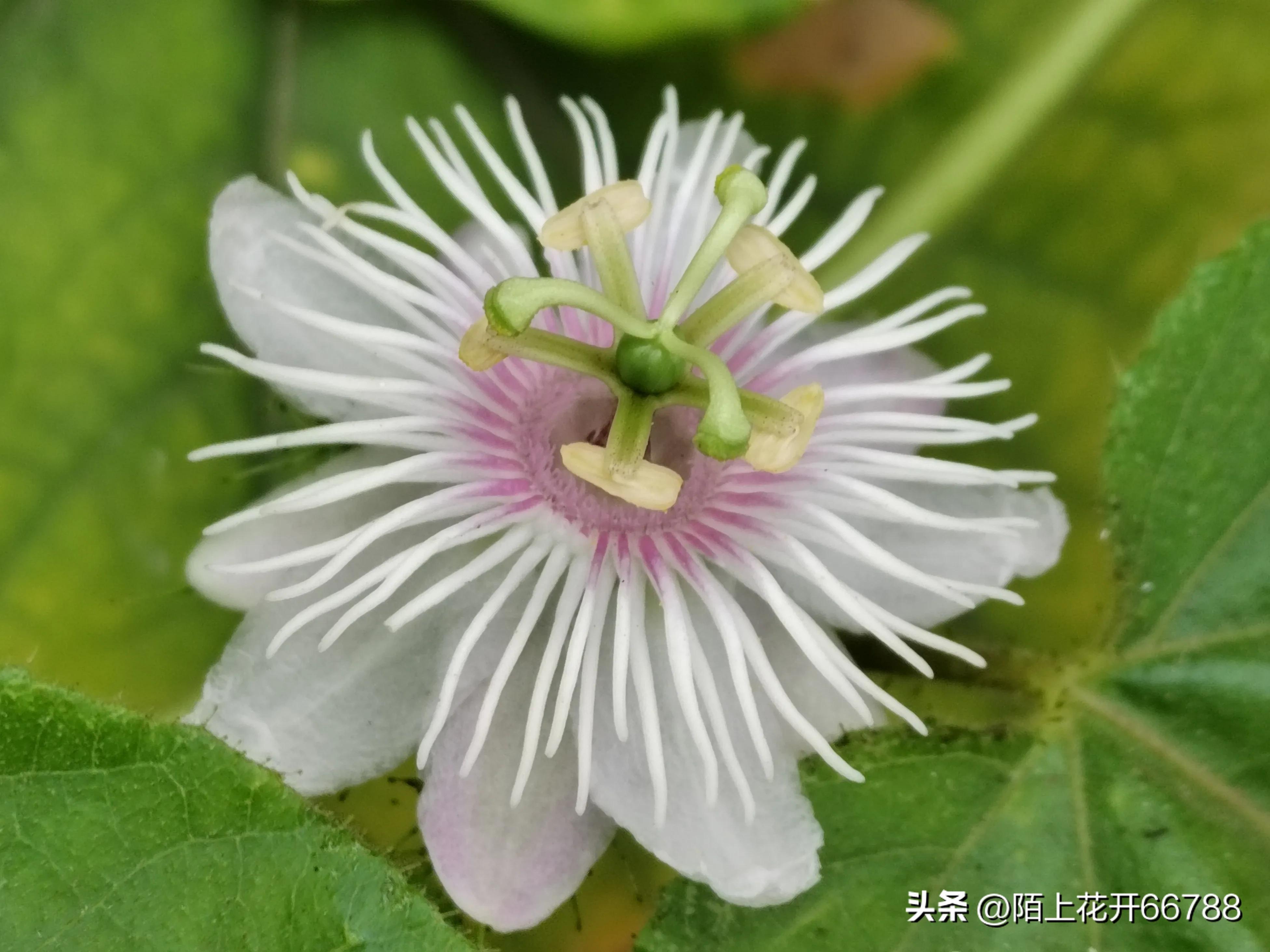 靠独特香味吸食昆虫的龙珠花精美绝伦,果实药用价值很高
