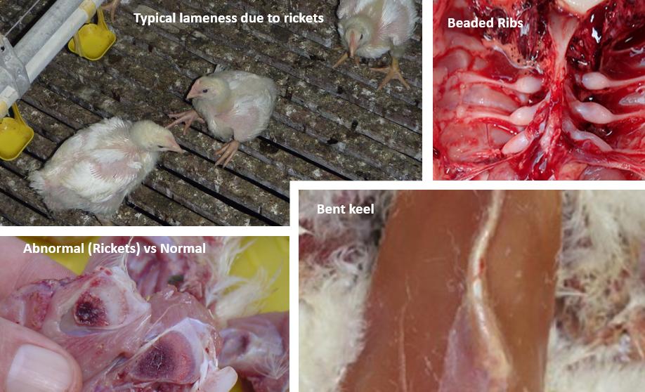 鸡有哪些疾病,鸡有炎症什么表现
