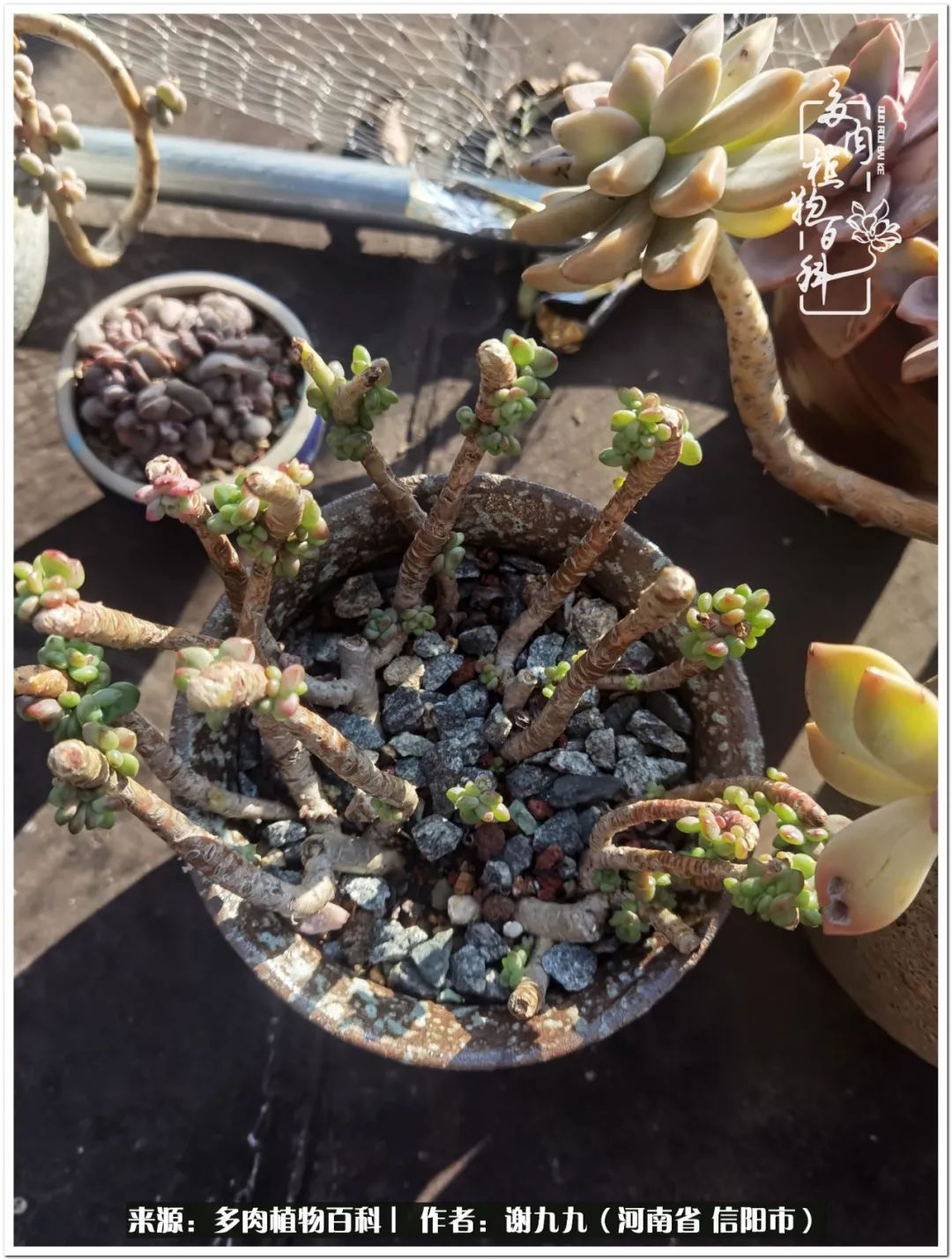 与多肉植物在一起的感怀,与多肉同行