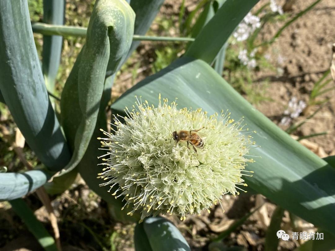 乡愁南阳,家乡南阳