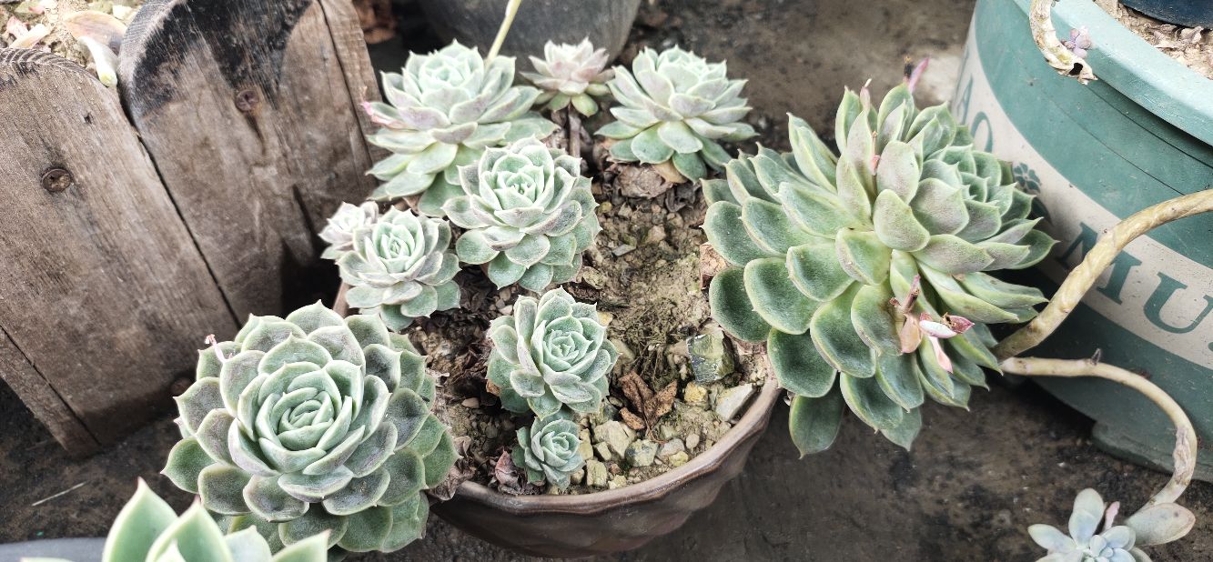 看我满屏都装不下的肉多多