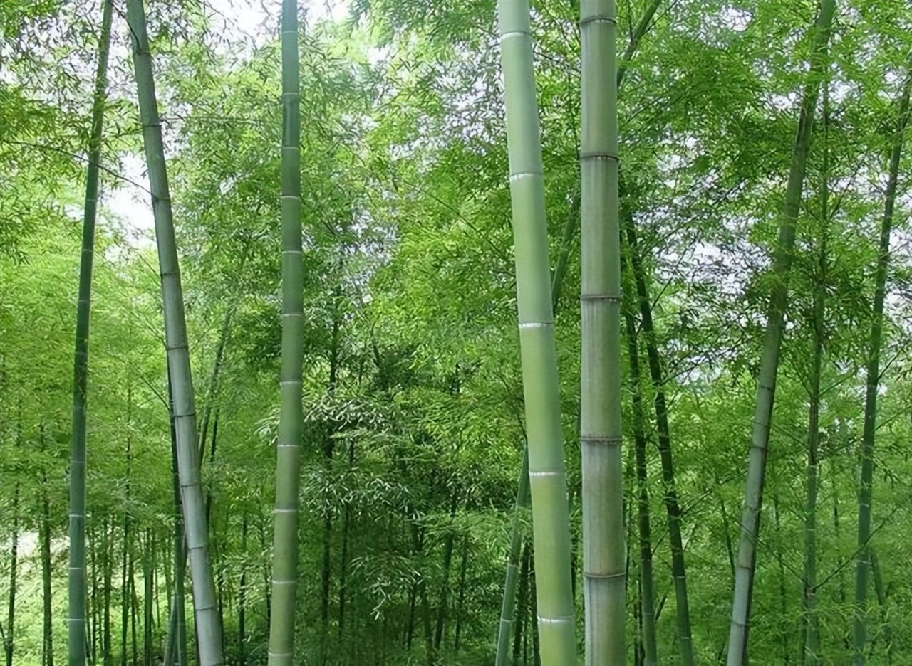 贵州的市花是什么,贵州省各个州的州府