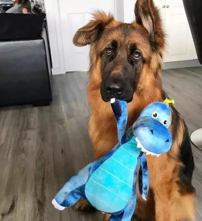 养马犬好还是养德国牧羊犬好,德国牧羊犬可以在城市养吗