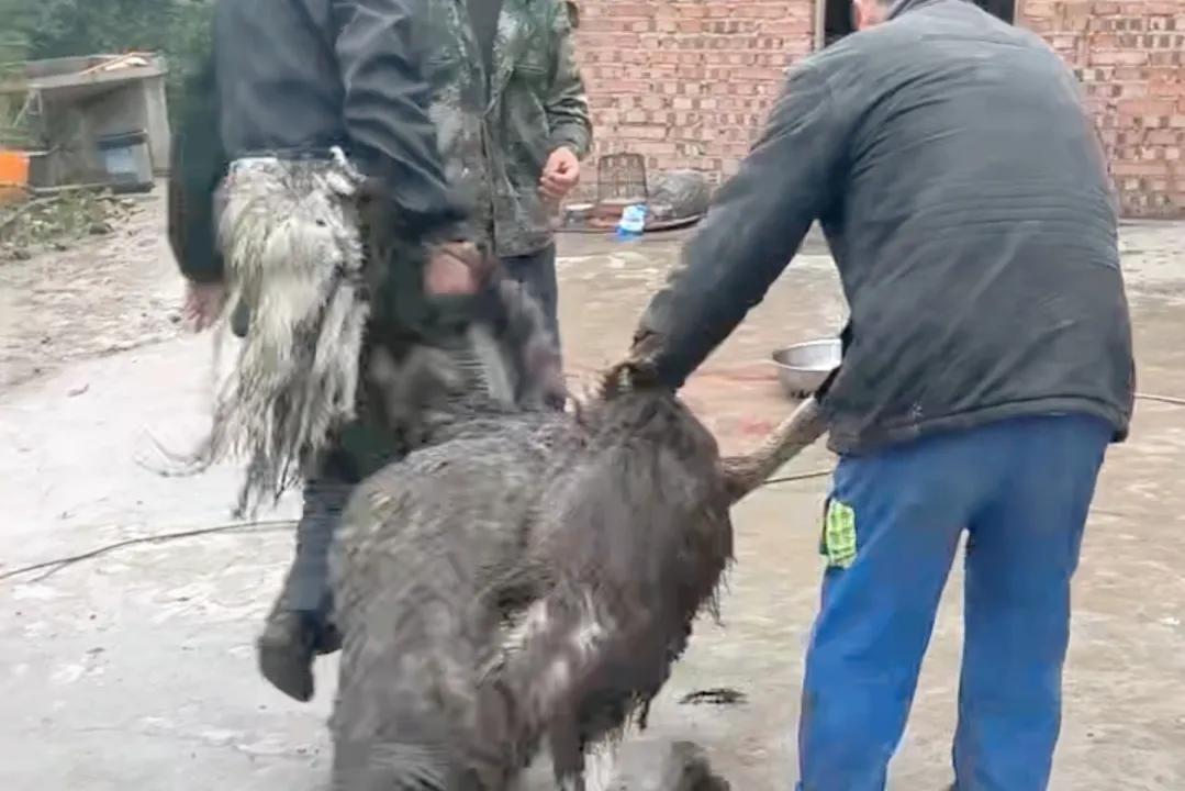 农村大学生返乡养殖鸵鸟,资中80后小伙返乡创业养鸵鸟