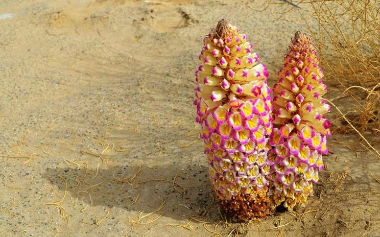 酒泉特产苁蓉,兰州特产药材肉苁蓉